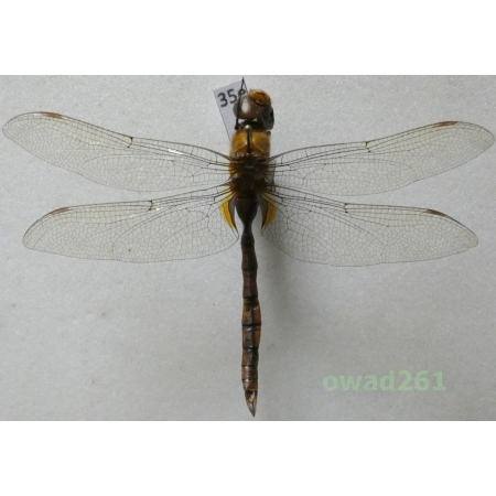 Odonata sp. Poland35e